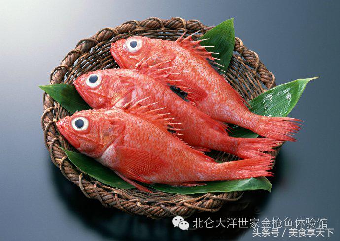 世界上顶级的鱼你认识几种,世界上你有可能没听过的十种鱼