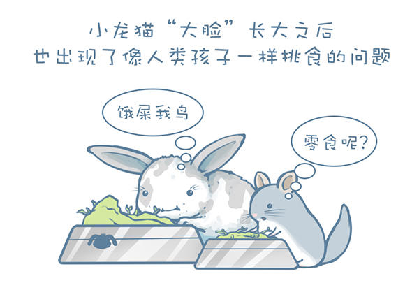 龙猫怎么才能不掉毛,龙猫挑食不吃主粮怎么办