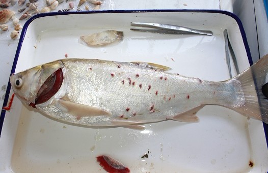 鱼儿出现哪些症状,鱼儿的各种病症