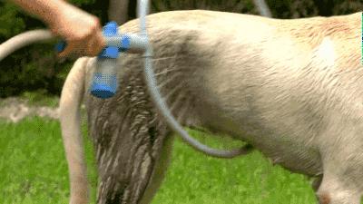 给狗狗洗澡的方法既简单又干净,超全狗狗洗澡流程分享