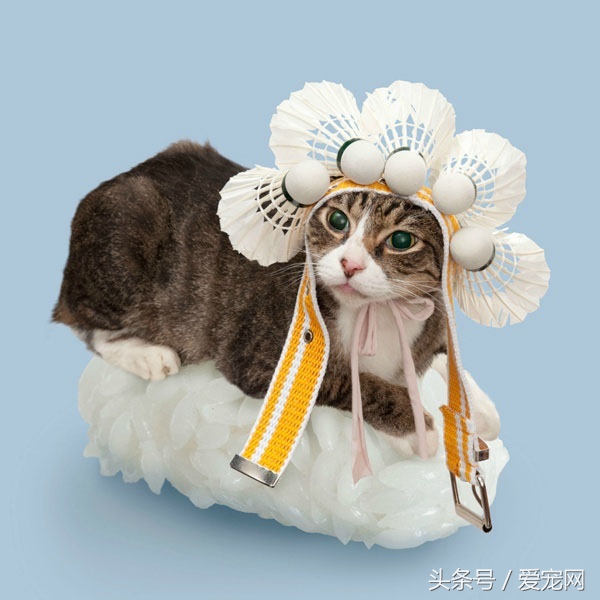 猫酱寿司与炸物,寿司用的什么酱最好