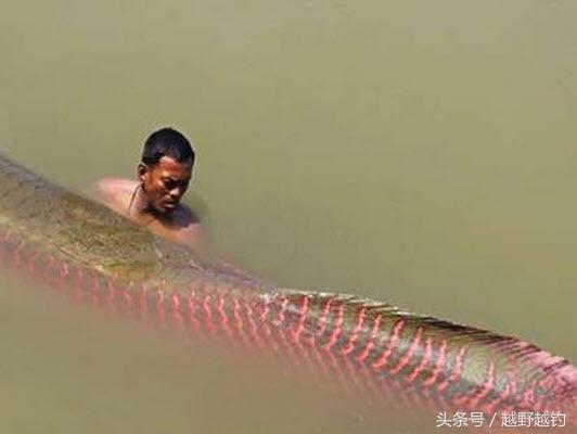 亚马逊钓鱼钓到最大的鱼,亚马逊钓到1吨的鱼