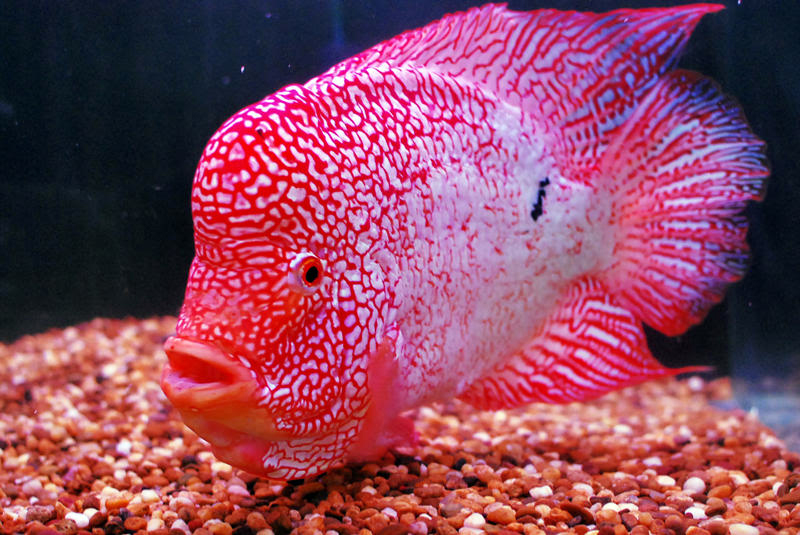 罗汉鱼怎么饲养为最佳,罗汉鱼正确饲养技巧图解