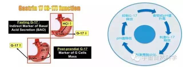 胃泌素17功能检测有必要吗,胃泌素17偏低要做什么检查