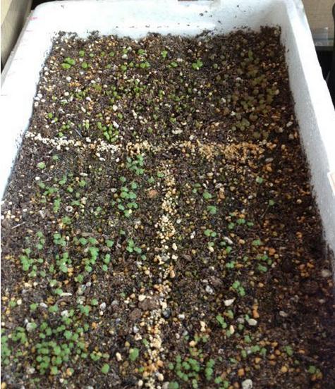 阳台种蔬菜种子的方法和技巧,阳台韭菜种子怎么样好发芽