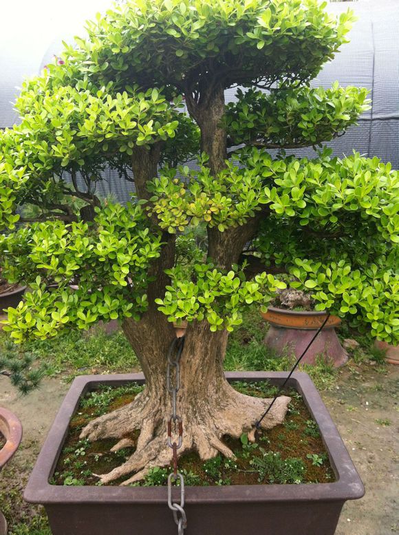 黄杨木盆景制作及养护方法分析,云南珍珠黄杨盆景熟桩养护方法