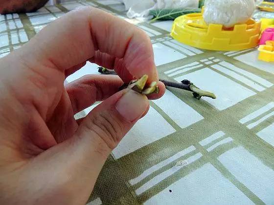 教你轻松完成果树、花木的嫁接，三种方法轻松掌握