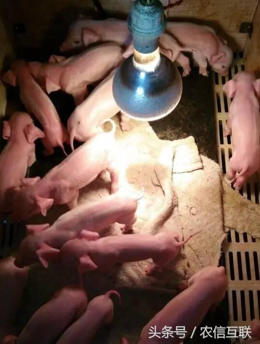 什么情况下母猪才算难产,母猪难产自己能排出来吗