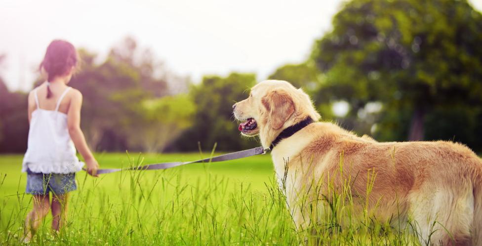 养狗前的十个忠告,养狗之前需要知道的事