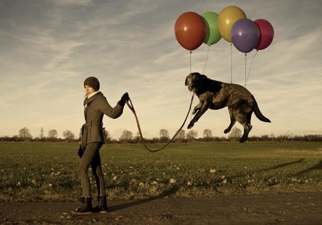 养狗前的十个忠告,养狗之前需要知道的事