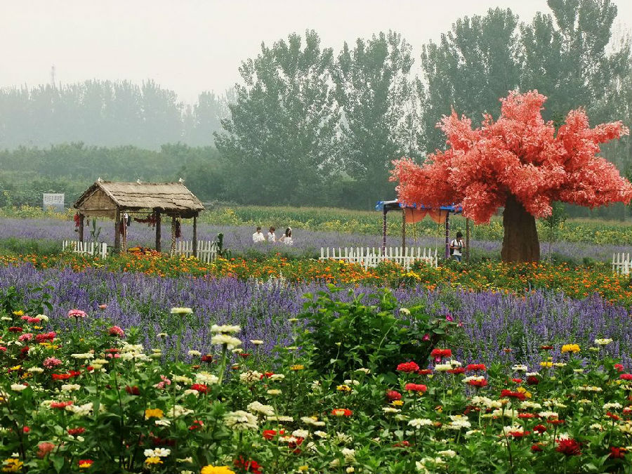 北京的薰衣草庄园门票,北京薰衣草庄园门头沟