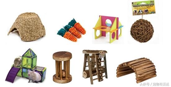 怎么照顾仓鼠才不会死,怎么样才能照顾好仓鼠