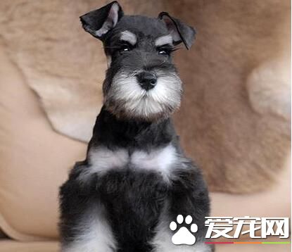 雪纳瑞需要驱虫吗,雪纳瑞驱虫多久驱一次啊