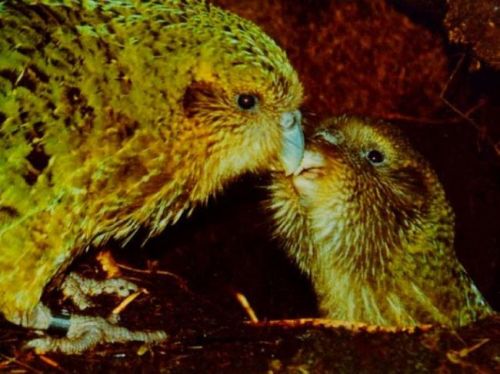 不会飞的绿色胖鸟,不会飞的胖鹦鹉