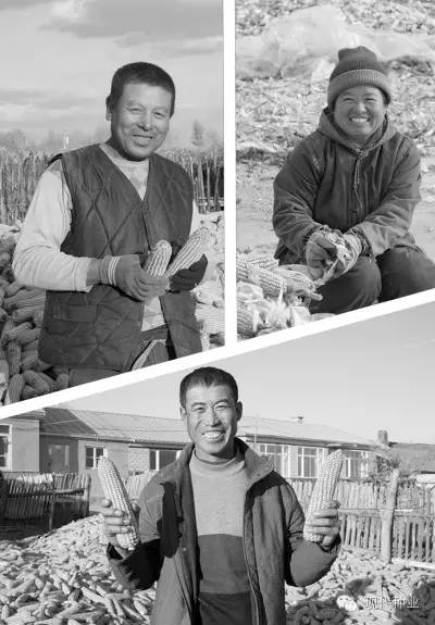 专家解答玉米品种,转基因玉米辟谣