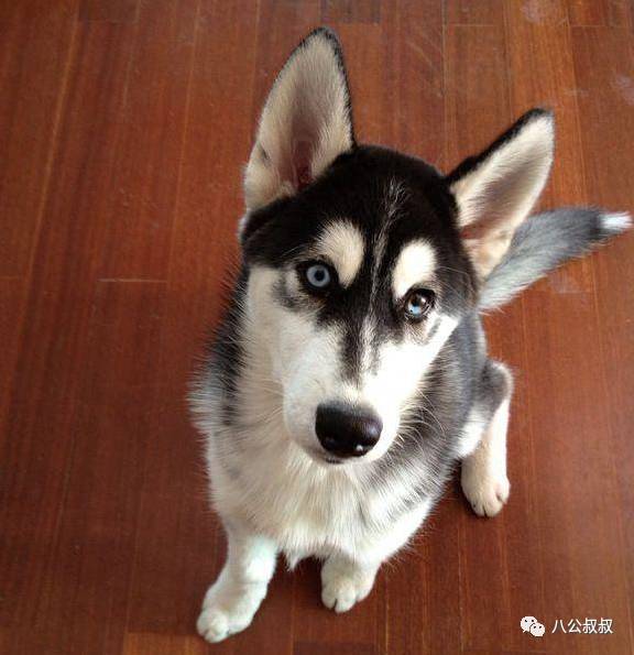 喜欢狗和爱狗区别,这就是喜欢和爱的区别完整版