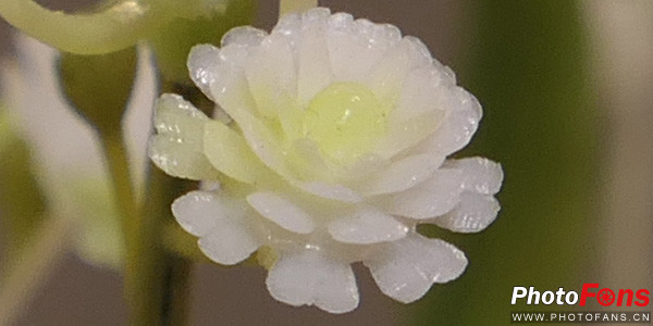 松下口袋相机lx10,松下lumixlx10长焦