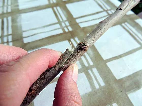 教你轻松完成果树、花木的嫁接，三种方法轻松掌握