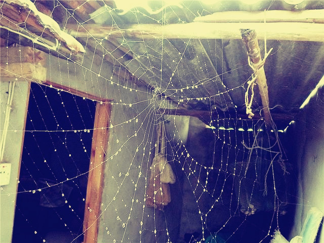 旅游游记到农村01：去看姑婆，农村的小植物治好了我的鼻炎