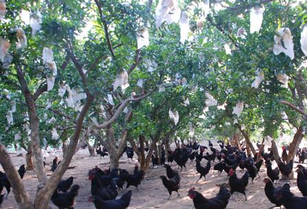 沉浸式养乌鸡,桃园里养乌鸡