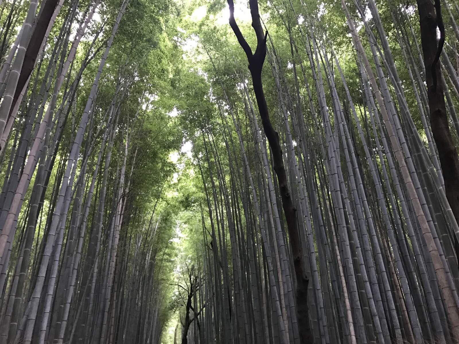 关西温泉六日游,大阪关西机场温泉