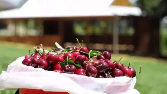 澳大利亚的新鲜樱桃,澳洲樱桃