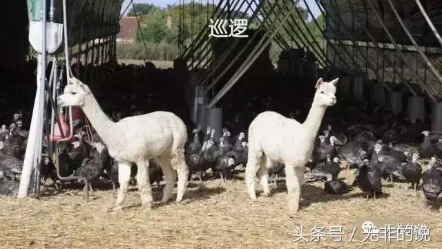 八骏图徐悲鸿,八骏图国画