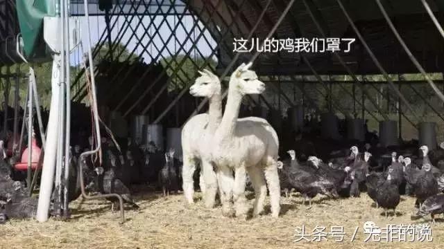 八骏图徐悲鸿,八骏图国画