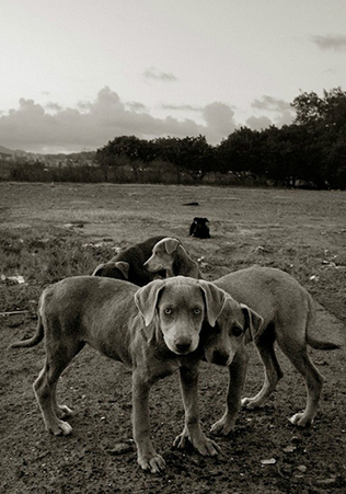 挑选狗狗,如何挑选好狗狗的三个技巧