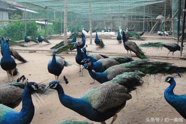 养孔雀麻烦吗,养孔雀为什么不吉利