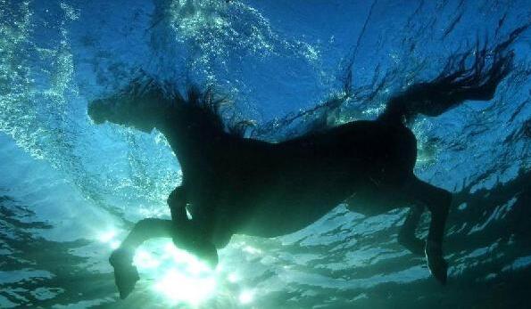 动物趣闻大全400字,动物趣闻