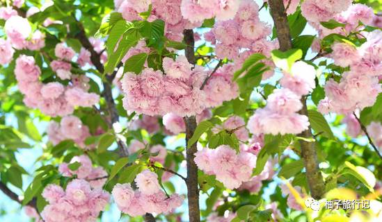 樱花旅行记全集视频,日本樱花7日游攻略大全