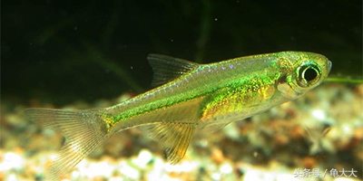 灯鱼为什么会得霓虹灯病,灯科鱼为什么养不长时间就死了