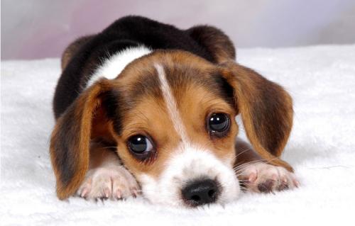 狗狗拉黑色稀大便怎么治疗,狗狗大便前面成形后面软