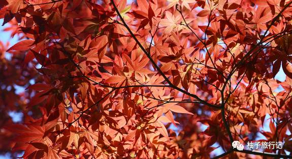 樱花旅行记全集视频,樱花季日本14天旅游攻略
