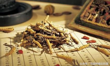 治鸡病一般用什么中药,鸡病防治鸡药常用组方