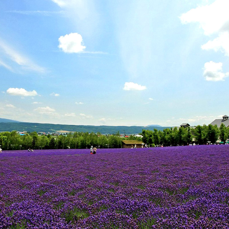 北京的薰衣草庄园门票,北京薰衣草庄园门头沟