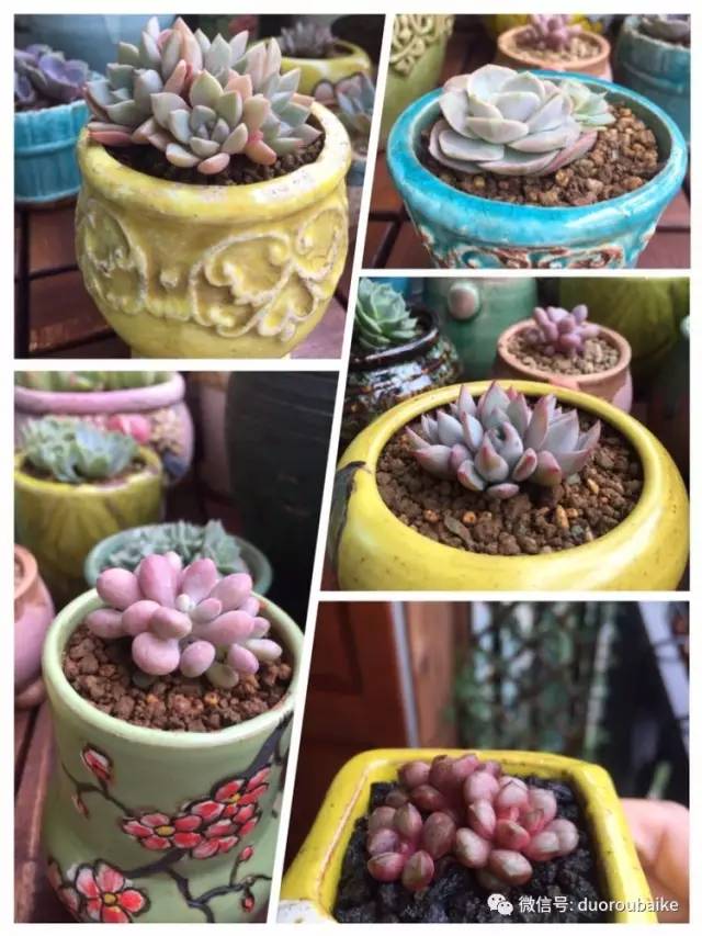 入肉坑,入坑一年半的新手养肉心得