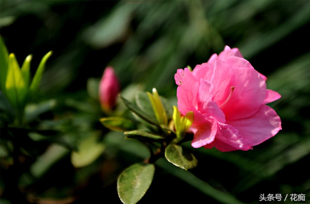 杜鹃花为什么这样红,杜鹃花花朵发蔫怎么救