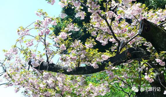 樱花旅行记全集视频,日本樱花7日游攻略大全