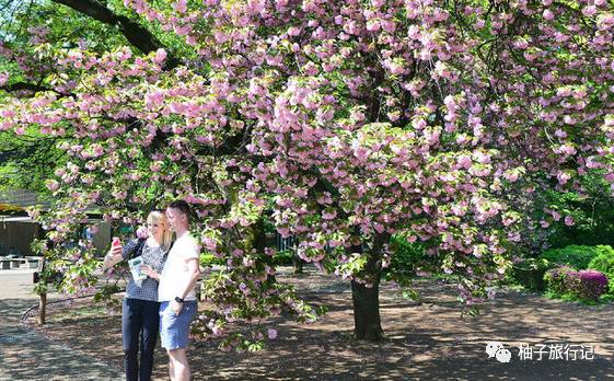 樱花旅行记全集视频,樱花季日本14天旅游攻略