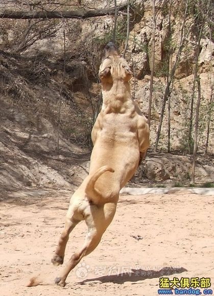 最忠诚的十大猛犬排行榜前十名,十大猛犬排行榜第一名是谁啊