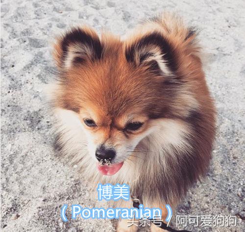 超级好看的大耳狗,短尾立耳狗