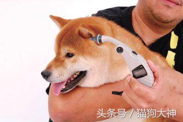 去宠物医院怎么看病,狗狗后腿体温测量方式