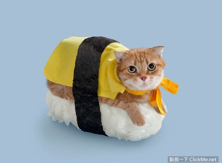 猫咪寿司店治愈短片,超可爱寿司猫咪