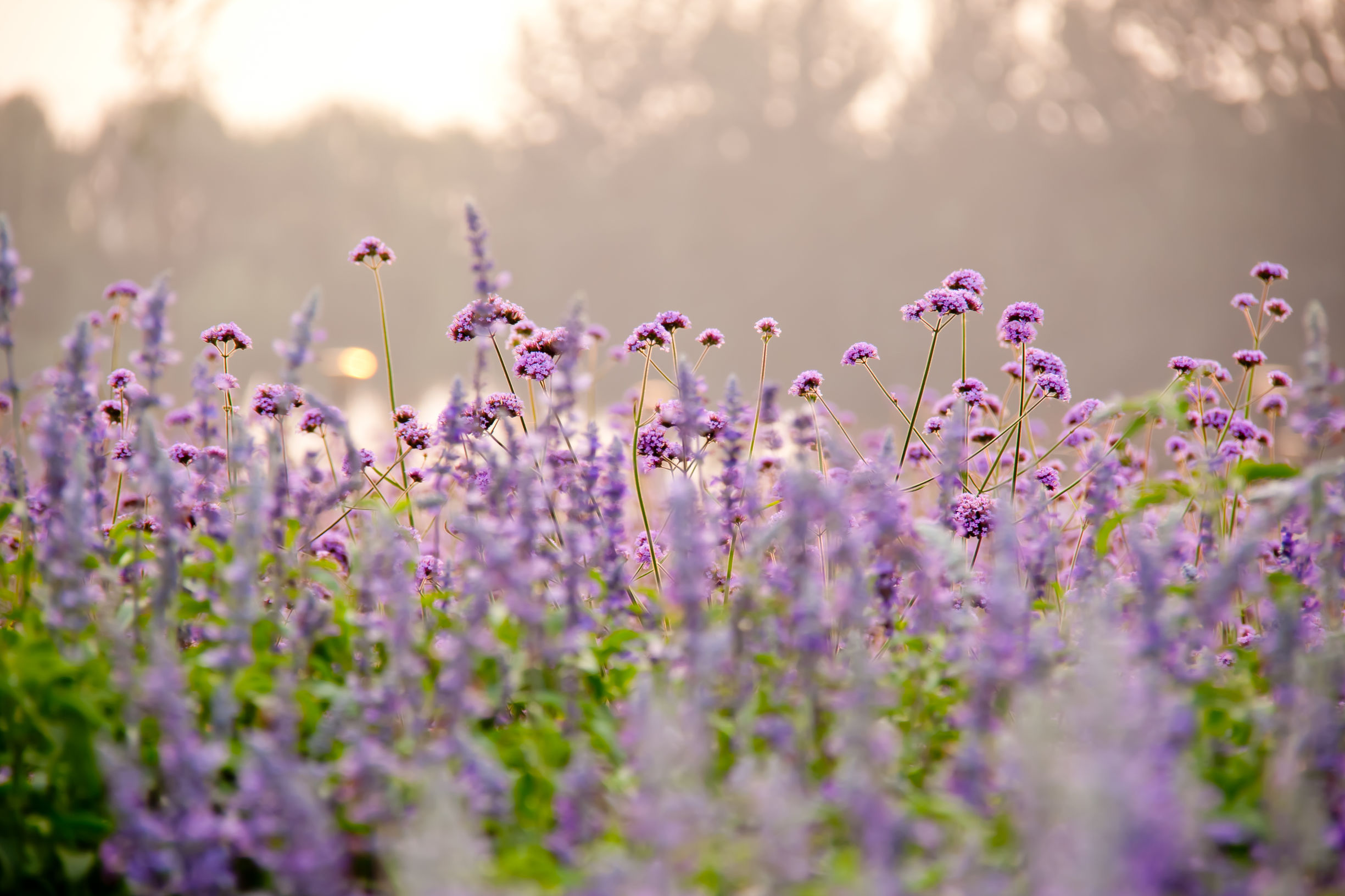 最美薰衣草庄园,中国最大的薰衣草庄园