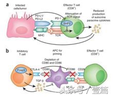 柳叶刀微浸润肺癌复发率,柳叶刀肺癌早期吃靶向药