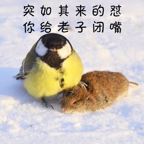 鸟界平头哥，传说中的“食脑狂魔”、“僵尸鸟”，霸气侧漏！