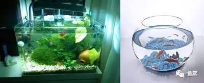 30cm海缸开缸教程新手入门,新手开缸养鱼入缸的正确方法