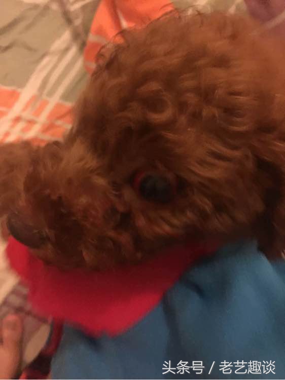 泰迪眼睛被咬处理方式是什么,泰迪被咬的位置毛变色了